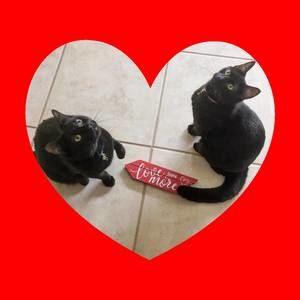 Meet your Posher, Charise